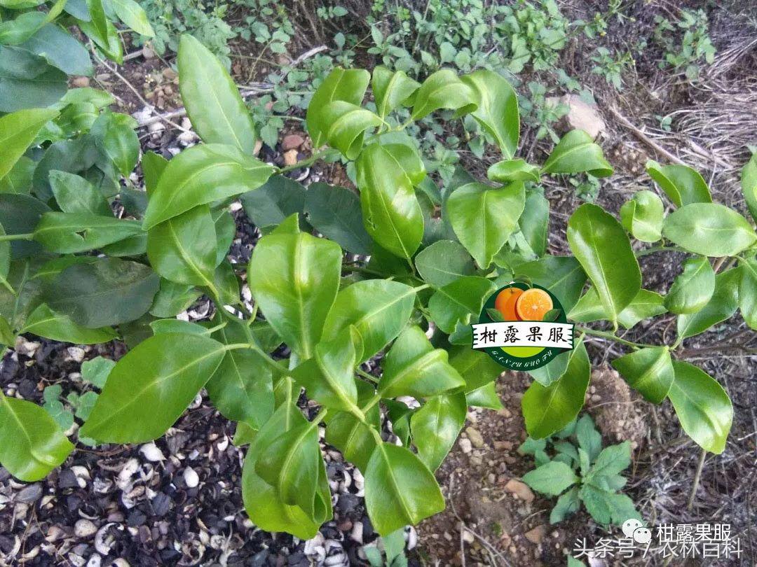 沃柑病虫害预防用药方案,沃柑果树病虫害防治怎么用药