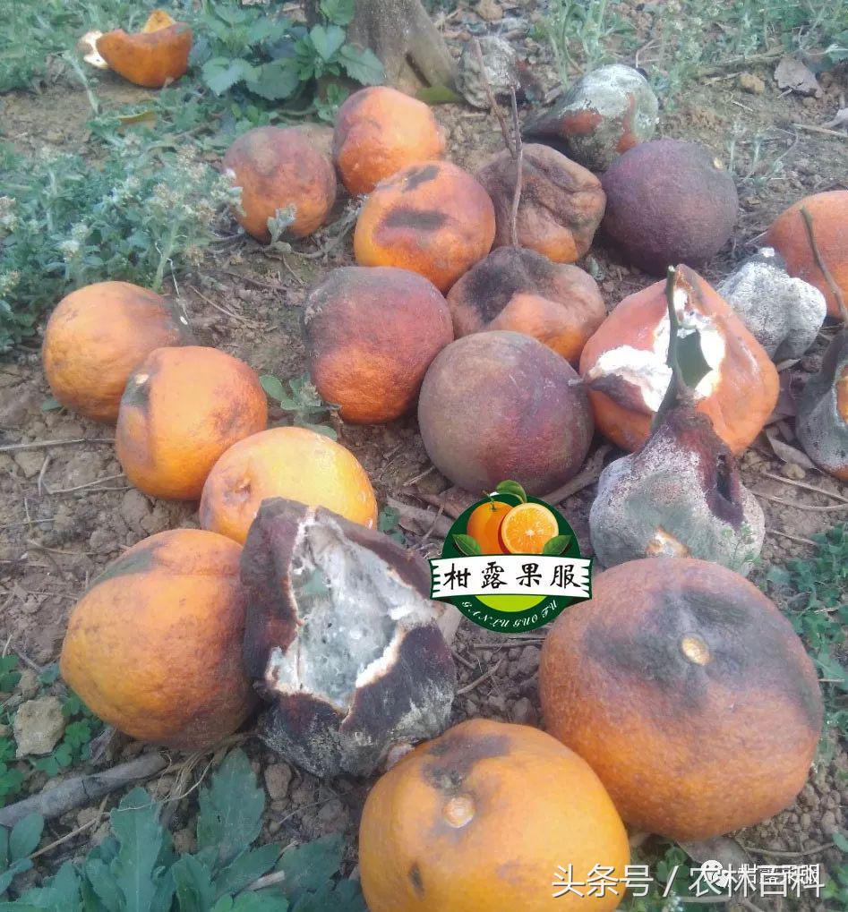 沃柑病虫害预防用药方案,沃柑果树病虫害防治怎么用药