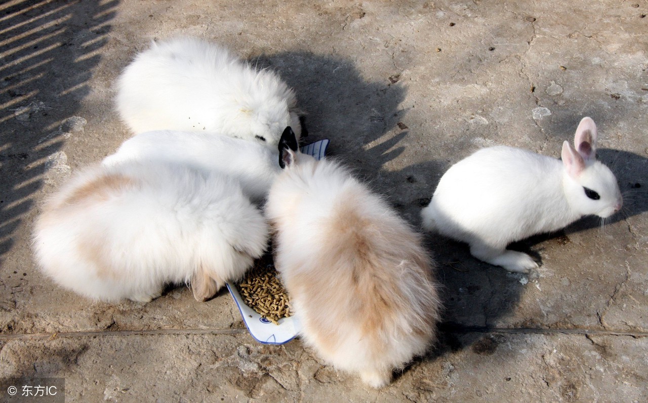 肉兔的饲养管理技术,肉兔养殖注意哪些事项