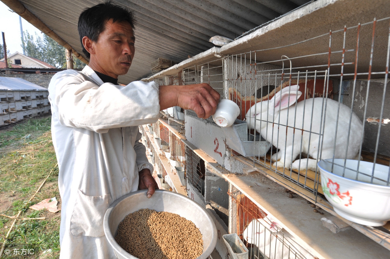 肉兔的饲养管理技术,肉兔养殖注意哪些事项
