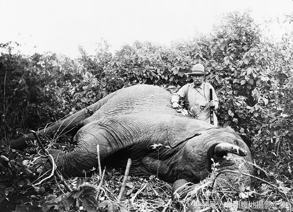 和动物打成一片的总统,枪杀了11397只动物,专家编目8年