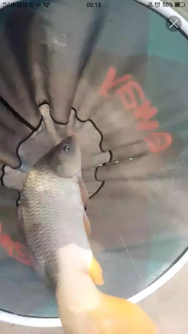 龙纹鲤大鲫大鲤测评,化氏龙纹鲤四代8米1的钓竿多少钱