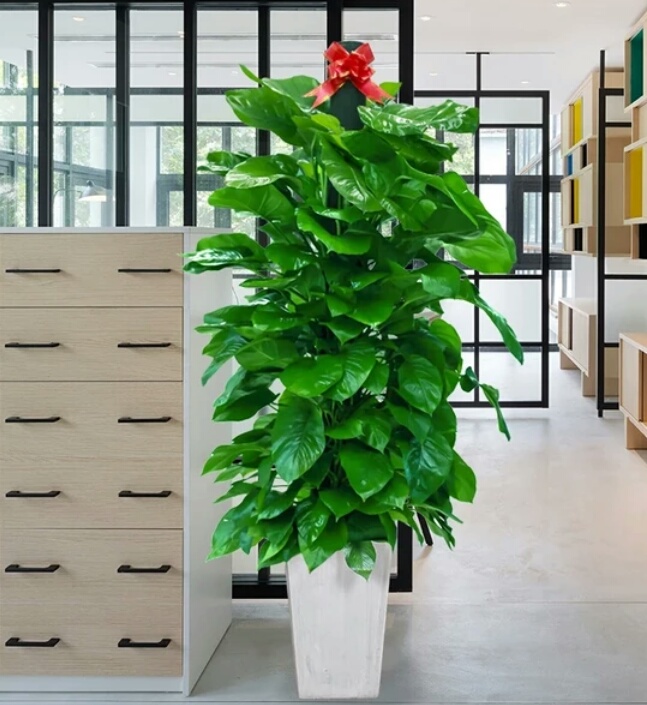 一花一世界皆有生命,一花一世界的花代表什么