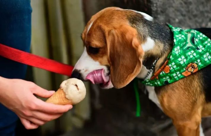 怎么用狗粮做狗狗冰激凌,自制狗狗冰淇淋零食