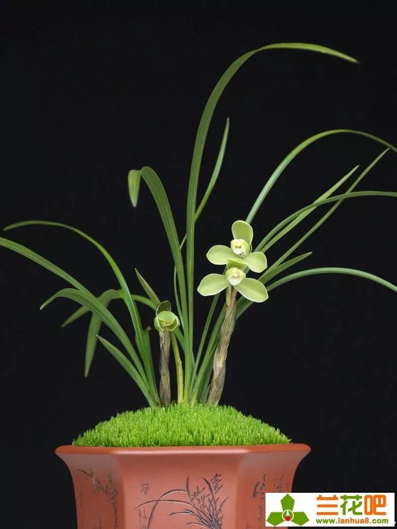 春兰四大天王宋梅价位多少,春兰四大天王宋梅分苗