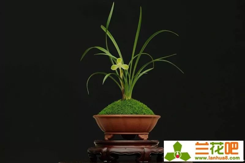 春兰四大天王宋梅价位多少,春兰四大天王宋梅分苗