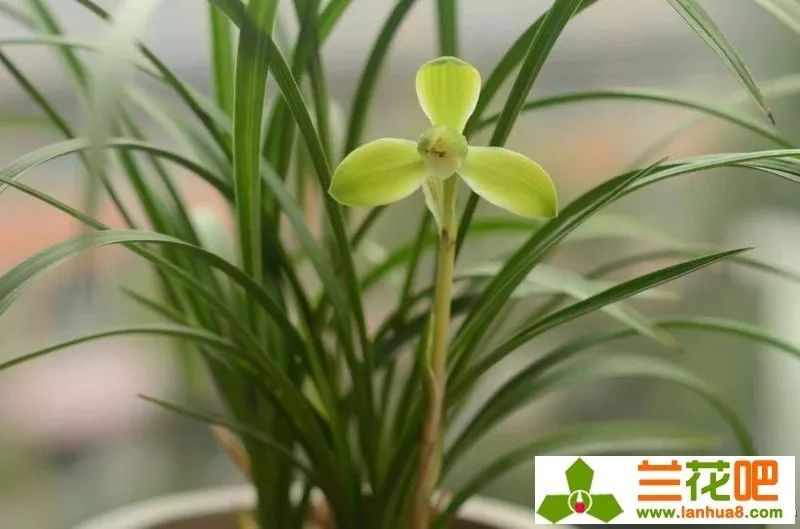 春兰四大天王宋梅价位多少,春兰四大天王宋梅分苗