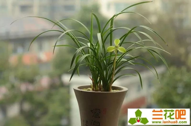 春兰四大天王宋梅价位多少,春兰四大天王宋梅分苗