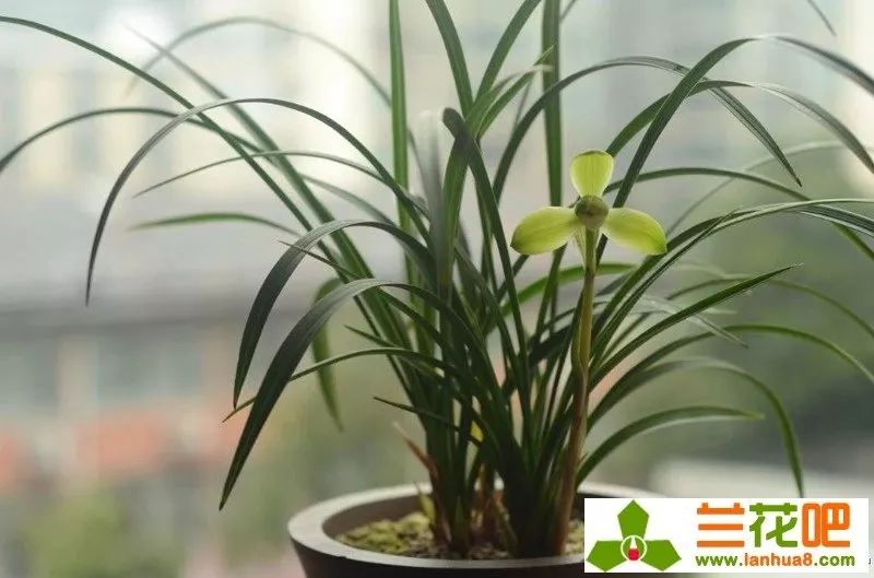 春兰四大天王宋梅价位多少,春兰四大天王宋梅分苗