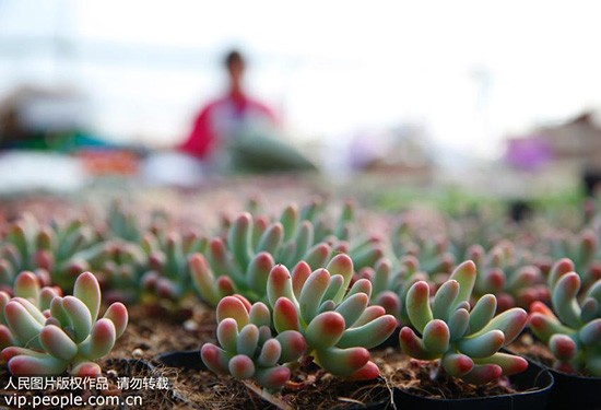 多肉植物有毒吗有什么危害,这些植物有毒你记住了吗