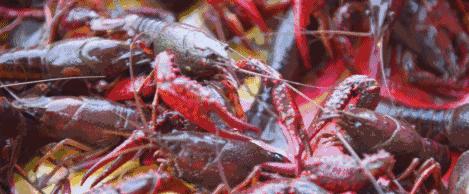 夏天夜宵之王小龙虾,夏日夜宵小龙虾