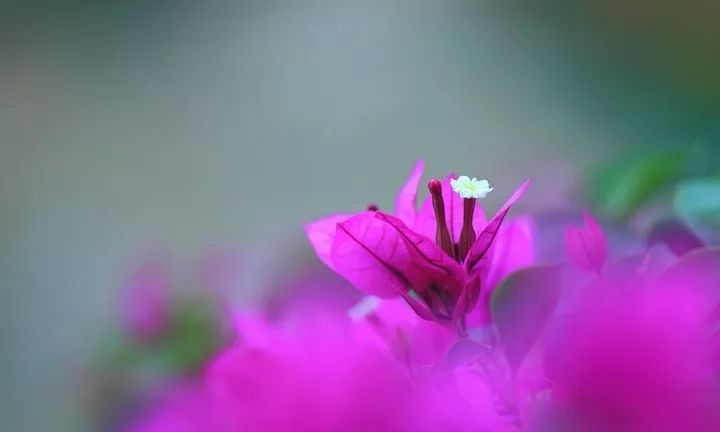 「诗词原创」聂双｜春波碧草娇红媚燕语莺言意挽归