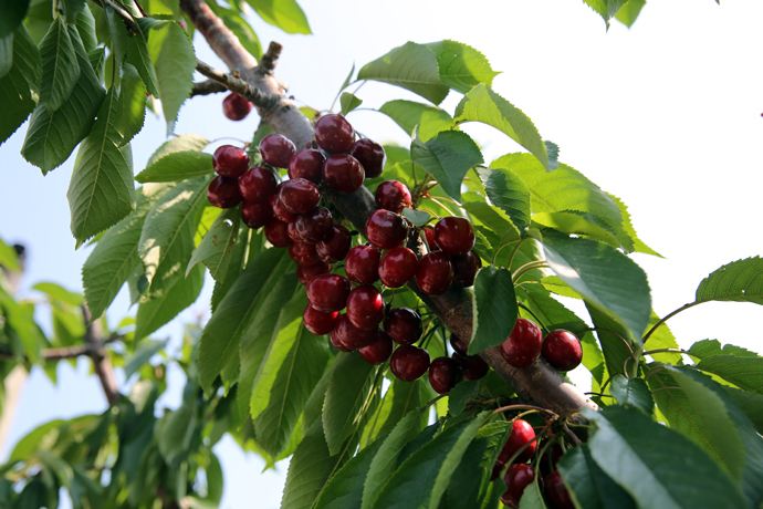 身份，身份（有美女来访，我甚是重视）