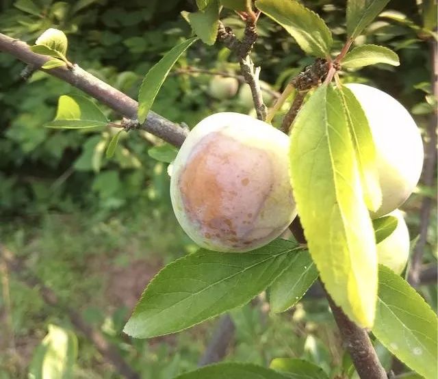 李子果实褐腐病,李子烂果原因及防治措施