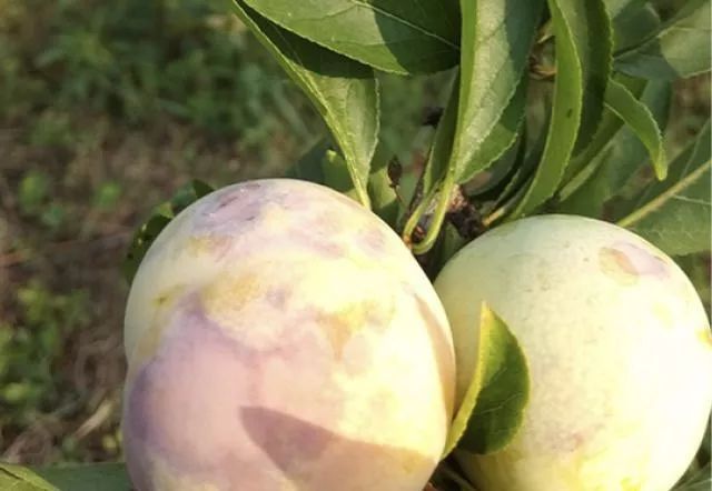 李子果实褐腐病,李子烂果原因及防治措施