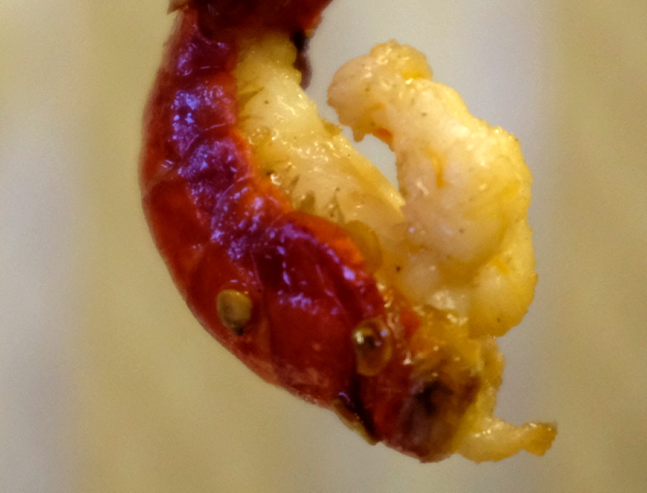 襄阳带鸡蛋的麻辣小龙虾,襄阳市中原西路懒人虾球