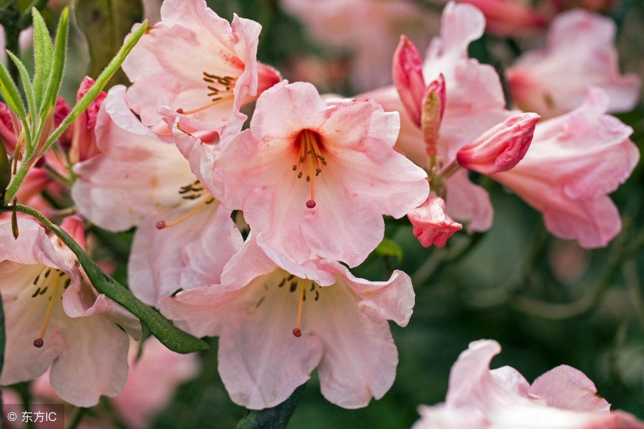 美丽中国福建,美丽中国福建平潭