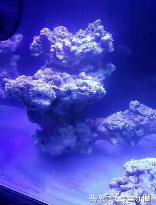 玩海缸真的很烧钱么,小型海缸到底有多烧钱