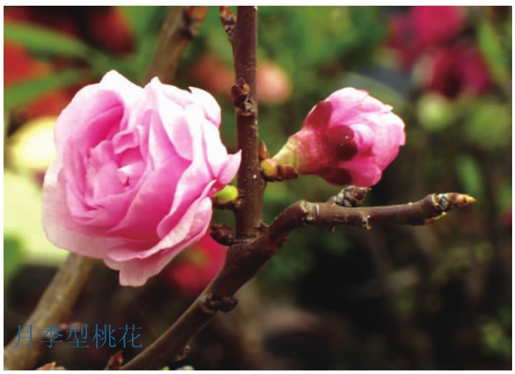 观赏桃花树盆栽种植方法,观赏桃花怎样扦插繁殖