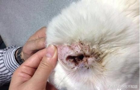 印度耳朵清理护理,如何护理宠物