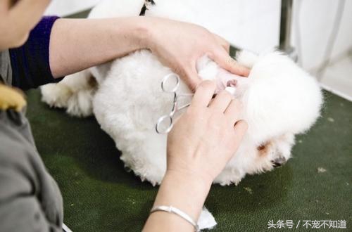 印度耳朵清理护理,如何护理宠物