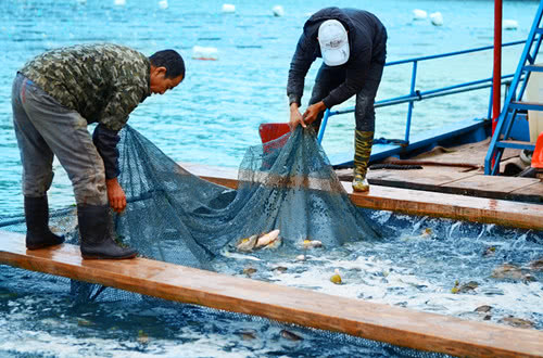 最好吃的烤鱼做法教程及配方,正宗烤鱼的做法和配方视频