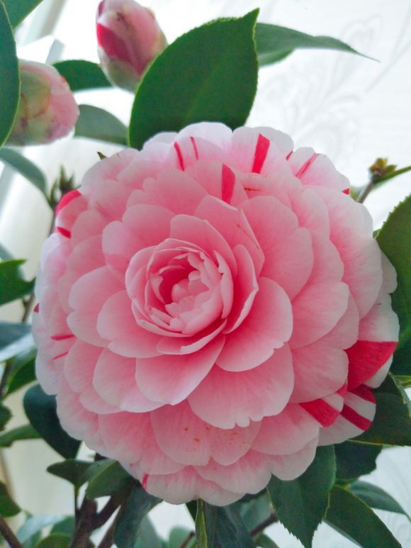 茶花僵尸苗补救方法,茶花换盆完僵苗怎么处理