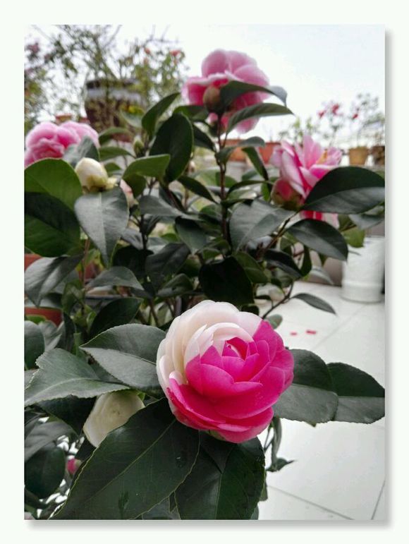 茶花僵尸苗补救方法,茶花换盆完僵苗怎么处理