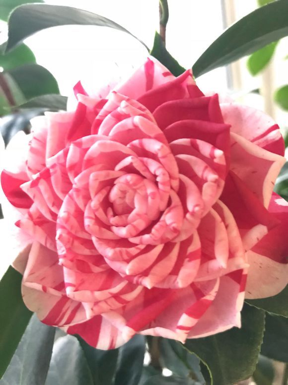 茶花僵尸苗补救方法,茶花换盆完僵苗怎么处理