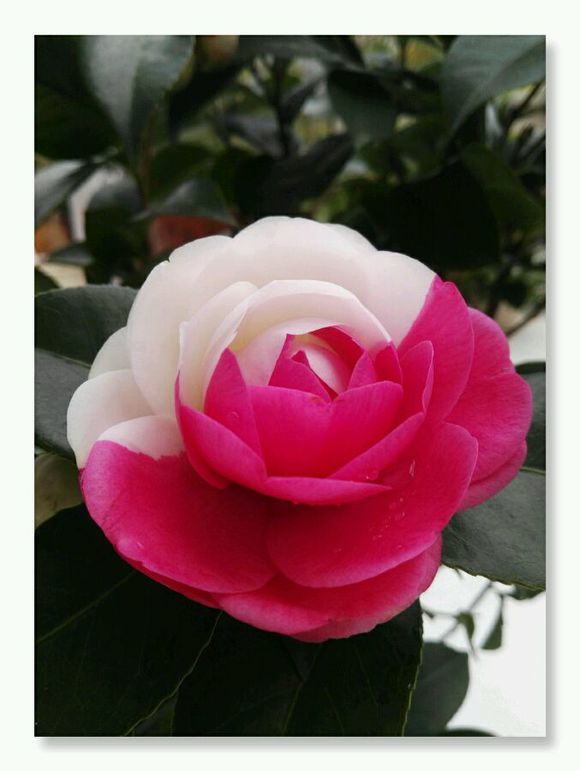 茶花僵尸苗补救方法,茶花换盆完僵苗怎么处理