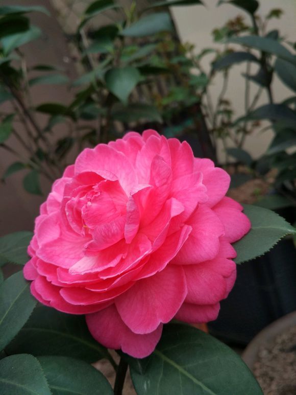 茶花僵尸苗补救方法,茶花换盆完僵苗怎么处理