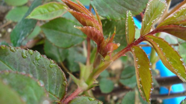 阳台月季打蔫,月季吐水是什么原因