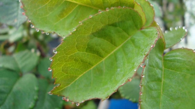 阳台月季打蔫,月季吐水是什么原因