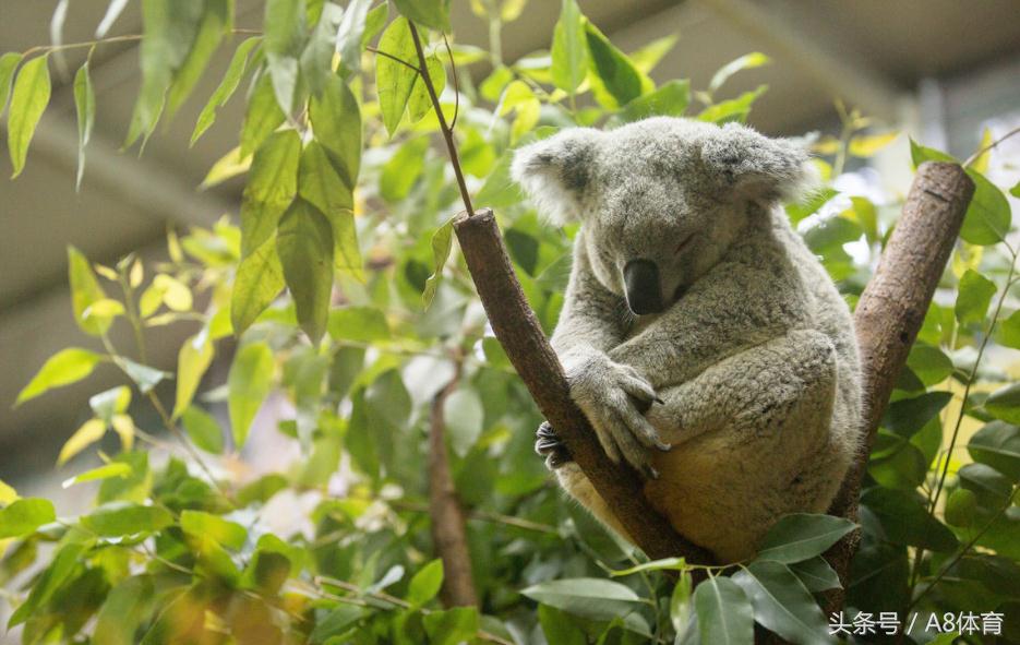澳大利亚卡希尔世界杯,澳大利亚国脚卡希尔刷新纪录