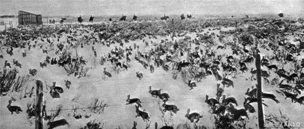 澳大利亚卡希尔世界杯,澳大利亚国脚卡希尔刷新纪录