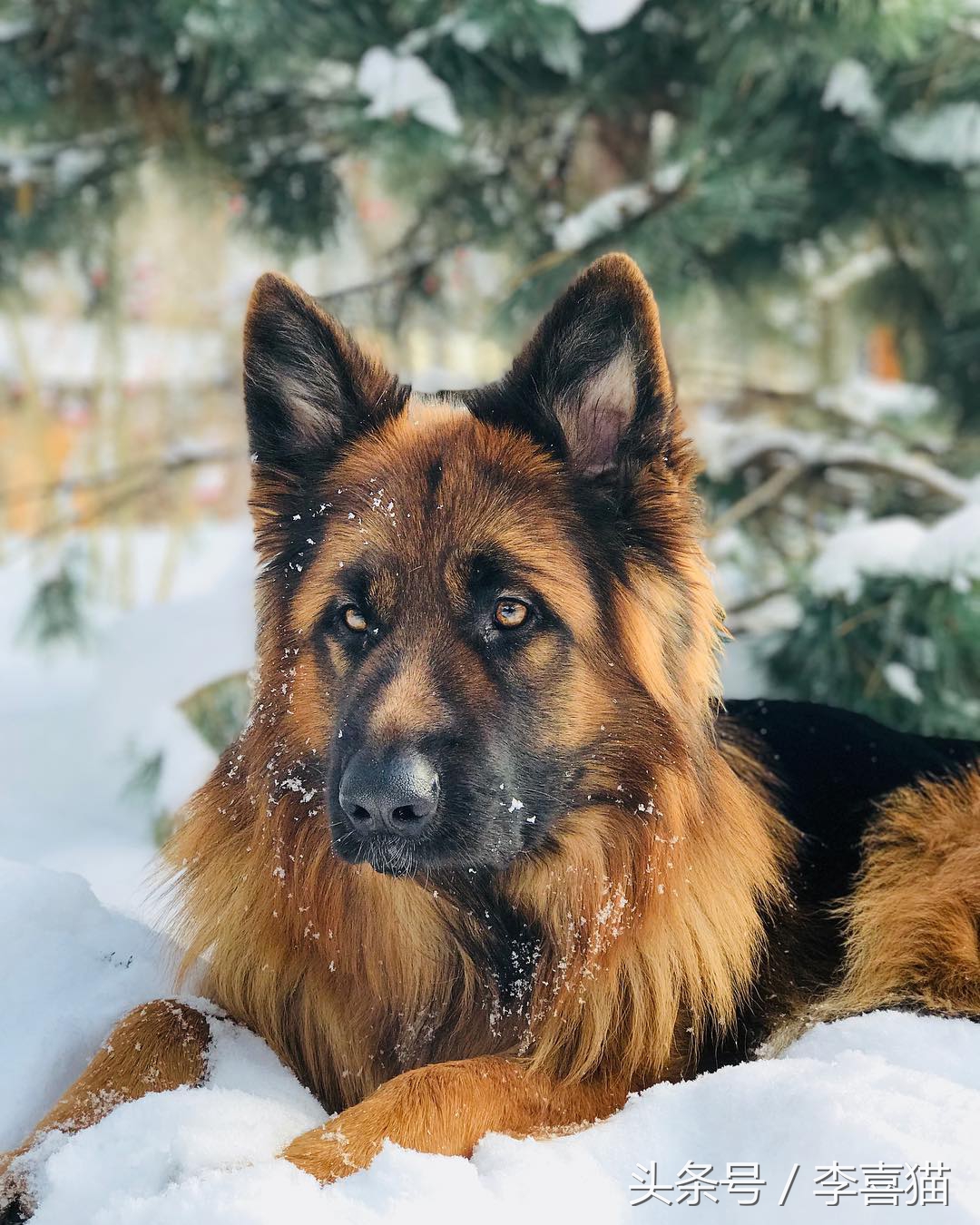 小时候的德牧小视频,德牧小时候跟小土狗一样