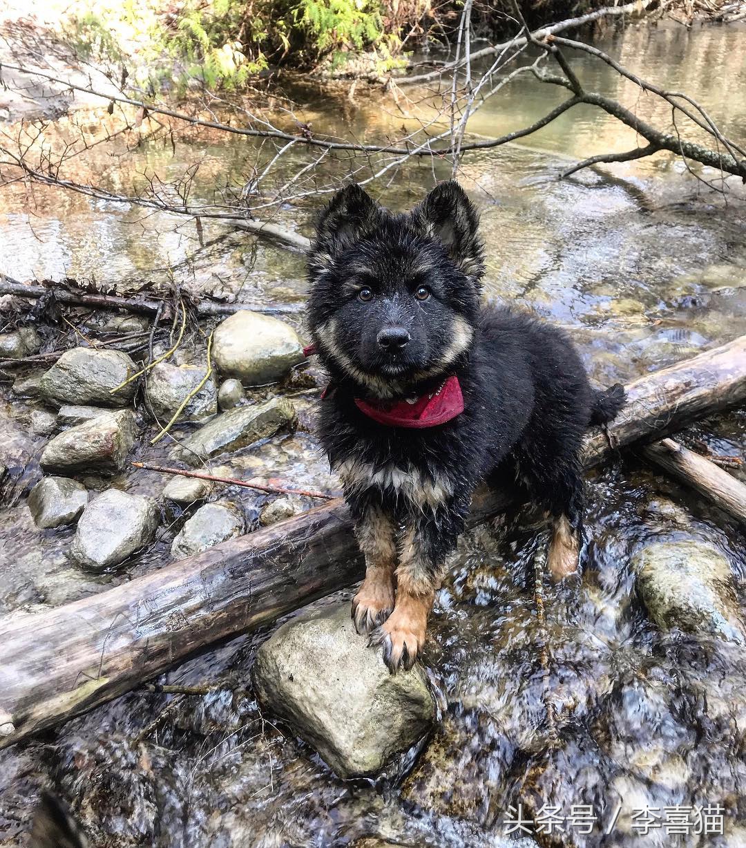 小时候的德牧小视频,德牧小时候跟小土狗一样