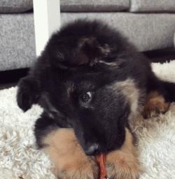 小时候的德牧小视频,德牧小时候跟小土狗一样