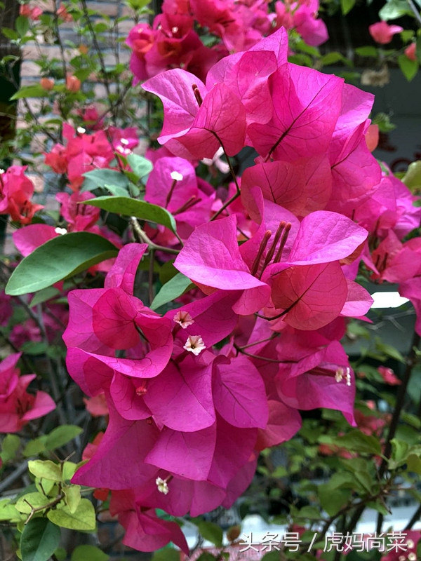 杩欐堡涓嶉敊鍘熺増瑙嗛,杩欐堡灏濊捣鏉ュ緢缇庡懗