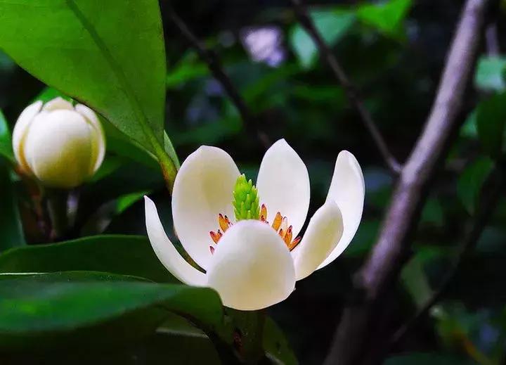 一日一花一诗,一日一花一诗木棉花