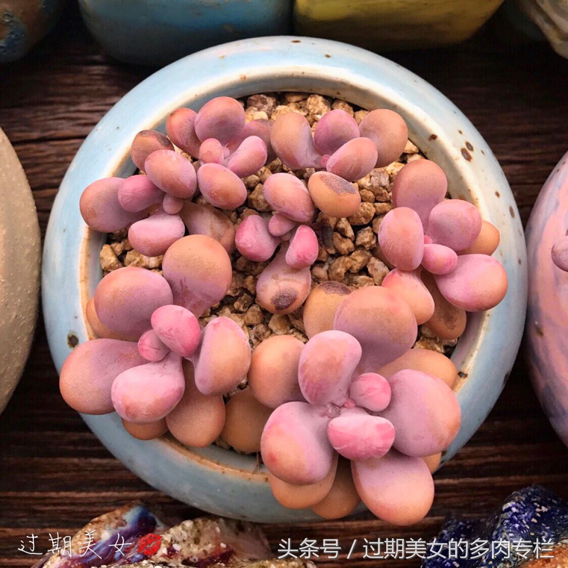 「桃蛋进化简史」5.21表白，我们都爱桃蛋蛋～