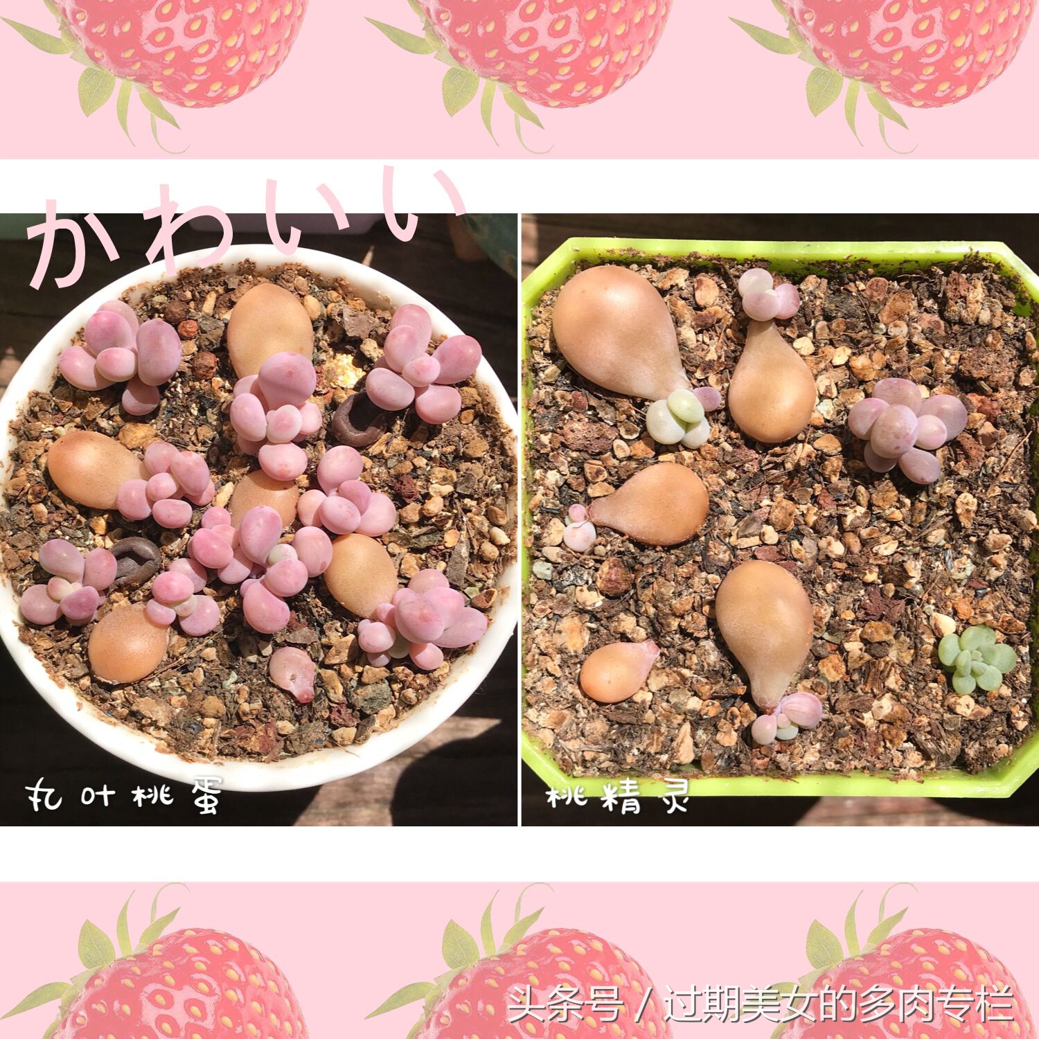 「桃蛋进化简史」5.21表白，我们都爱桃蛋蛋～