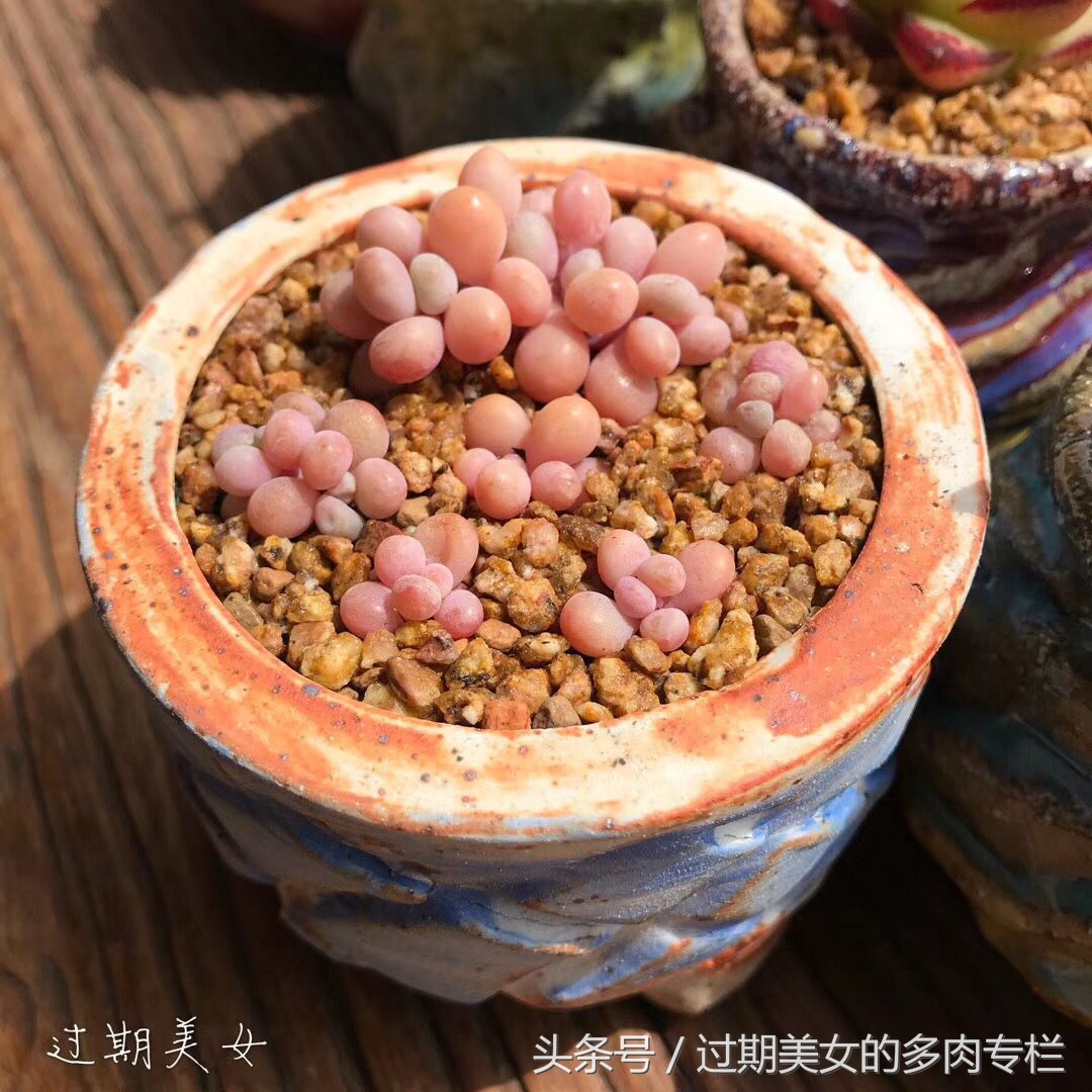 「桃蛋进化简史」5.21表白，我们都爱桃蛋蛋～