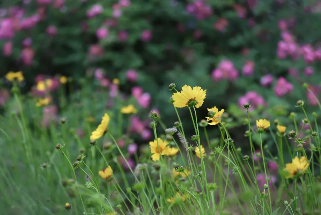 海大校花,海大双胞胎校花