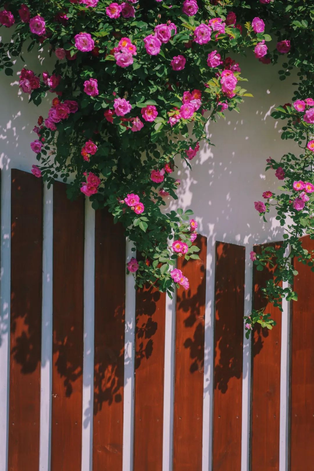 海大校花,海大双胞胎校花