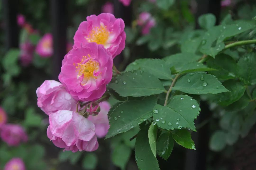 海大校花,海大双胞胎校花