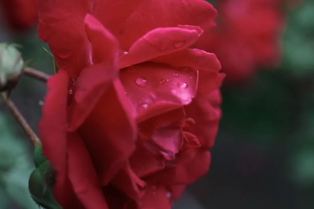 海大校花,海大双胞胎校花