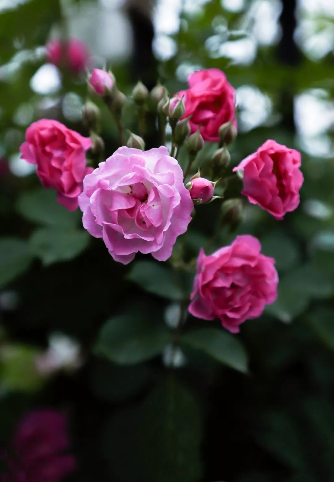 海大校花,海大双胞胎校花