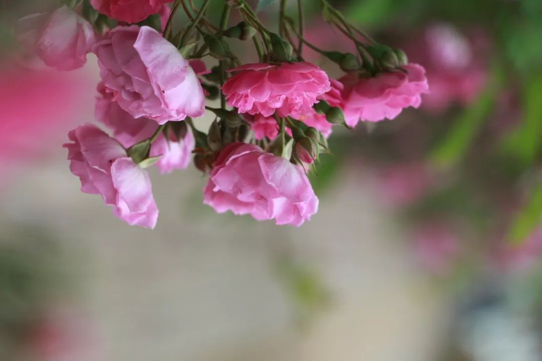 海大校花,海大双胞胎校花