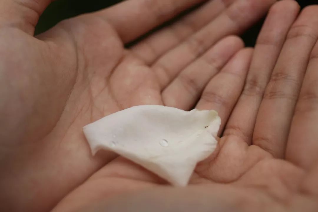 海大校花,海大双胞胎校花